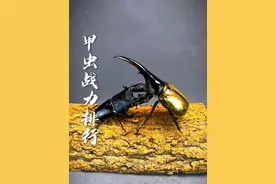 带你认识甲虫战力排行 #甲虫 #昆虫世界 #昆虫总动员
