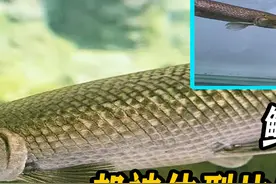 鳄雀鳝凶名在外，却被体型比它小的黑鱼反杀，难道名声是假的吗？ #鳄雀鳝 #黑鱼 #打斗视频封面