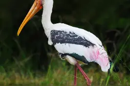 你们想不想看十几年前在中国只被发现13只的国家一级保护鸟类长什么样？#彩鹳 #白头鹮鹳 #抖音动物图鉴 视频封面