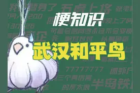 【梗知识】武汉和平鸟 #热点 #武汉和平鸟 #梗图视频封面