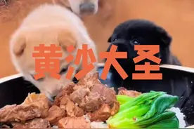 阎王爷博主把狗当蛊养，强者吃肉弱者吃灰 #黄沙大圣 #肺雾小狗 #中华田园犬 #狗狗吃饭 #小狗视频封面