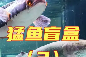 猛鱼盲盒开到了史前老怪物了！与三幻神有一战之力？ #猛鱼视频封面
