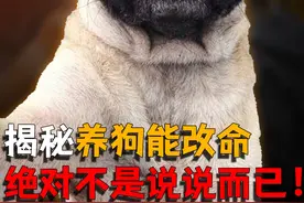 “养狗能改命”不是说说而已，这些科学依据，可以说服你！视频封面