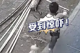 3月1日广西，小男孩被公鸡追着啄，老人赶紧拿竹竿驱赶，发布者：被鸡追着啄的童年是独属于你的“速度与激情”，感谢那只大公鸡，让你的童年完整又难忘视频封面