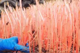 “蔬菜集合”一口气认识55种蔬菜，你喜欢吃哪一种呢 #蔬菜 #野菜 #野生菌 #我的农村生活 #蔬菜种子