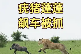 疣猪蓬蓬市区高架疯狂飙车，最终被狮美丽美式截停当场吊销驾驶证 #神奇动物在抖音 #野生动物零距离 #一代人有一代人的动物世界 #疣猪 #狮子