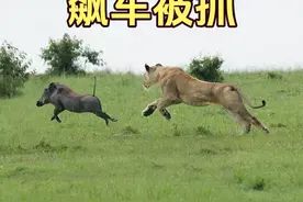 疣猪蓬蓬市区高架疯狂飙车，最终被狮美丽美式截停当场吊销驾驶证 #神奇动物在抖音 #野生动物零距离 #一代人有一代人的动物世界 #疣猪 #狮子视频封面