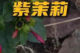 古代女子的天然粉底，你竟然不知道！ #紫茉莉 #胭脂花 #一花一草一世界 #植物科普 #茉莉花