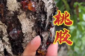 果树流胶！咋搞？#来抖音学农技 #乡村守护人 #新农人计划2023视频封面