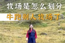 藏族人的牧场是怎么划分的？ 藏族姑娘家的牦牛跑到别家牧场去了，赶紧把它们赶回来~#公路旅行 #乡村生活家 #乡村生活家 #吹爆美好目的地 #新农人计划2024