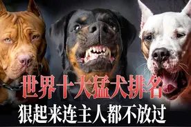 世界10大凶猛犬种，养狗前必须知道的知识点。