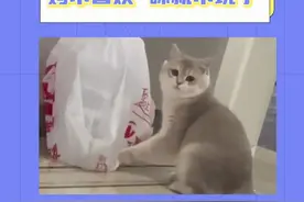怎么会有咪这么聪明又乖巧啊#猫咪 #可爱 #乖宝宝一枚视频封面