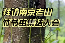 拜访南京老山，遇到竹节虫开大会！ #自然奇境科普季