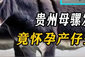 贵州母骡发情与野驴交配，竟怀孕产仔生下灰毛怪胎，专家罚15万 #骡子怀孕 #动物科普视频封面