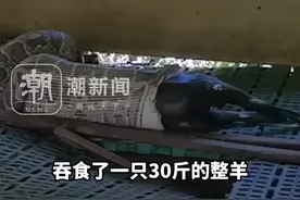 广东一地惊现3米长70斤重巨蟒，吐出一只30斤整羊视频封面