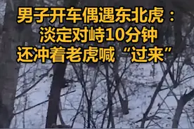 男子开车偶遇东北虎：淡定对峙10分钟，还冲着老虎喊“过来”视频封面