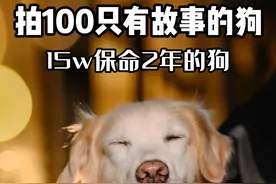 如果花钱能留下他们 你愿意花多少？
#英宠宠物摄影 #宠物摄影 #金毛 #骨肉瘤 #原来小狗也喜欢兜风视频封面