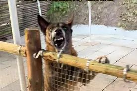 发疯的马犬冲出来咬人。正义杜宾重拳出击，教他做狗！ #狗狗 #不养狗不知道养狗的乐趣 #护卫犬