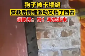 据@山西消防4月19日发布的消息，近日山西运城。一只狗子被卡墙缝，获救后情绪激动又钻了回去。消防员：快！拉出来。  视频封面