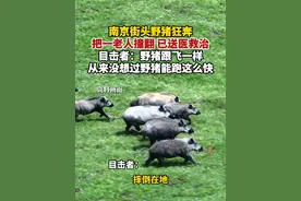 11月6日，江苏南京玄武区街头一头野猪突然从孝陵卫地铁站后的小山包跑出，飞奔下山并撞倒了一位老太太后迅速逃窜。（百姓关注）视频封面