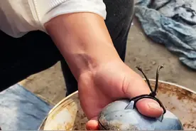 五毒之首的癞蛤蟆，它的毒液名为蟾酥，为何价值如此之高？ #蟾酥 #癞蛤蟆 #科普 #涨知识