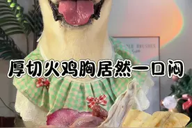 当一只巨馋的拉布拉多遇到厚切火鸡胸 一口下去太爽啦！快来沉浸式看小狗吃肉吧~#当你有只嘴馋小狗 #干饭狗的日常 #狗狗吃饭 #萌宠出道计划 #狗狗的心思都写在脸上了 @抖音创作者中心 @抖音短视频视频封面