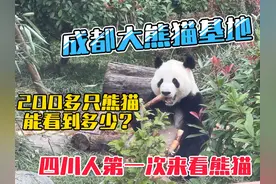 今天来成都大熊猫基地看熊猫，里面一共有200多只熊猫视频封面