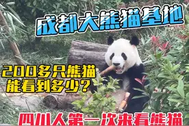 今天来成都大熊猫基地看熊猫，里面一共有200多只熊猫视频封面