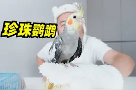 花195在网上买的“珍珠鹦鹉”，这玩意比鳄鱼还猛啊！视频封面