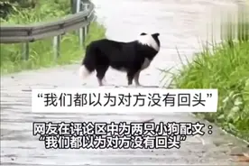 电视剧里的情节发生在了两只小狗身上：小狗在雨中遗憾告别，都以为对方没有回头#萌宠