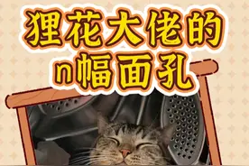 终究是我小瞧狸花猫了！它私底下竟然好几副面孔？！ #狸花猫 #狸花猫真的不好惹 #狸花猫的日常 #养猫的乐趣 #柔弱不能自理 @DOU+小助手