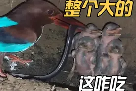 翠鸟妈妈投喂各种怪异食物，翠鸟宝宝吓坏了 #翠鸟视频 #翠鸟育雏