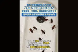 南方大蟑螂现身北京居民家中，专家：可能随快递来到北方，在北方户外无法过冬，消杀需要经常轮换使用不同杀虫剂。#蟑螂