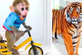 小猴子邂逅动物王国，户外露营奇遇不断，它们会发生什么趣事呢?视频封面