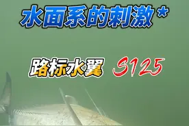测评水面系假饵，波爬疯狂给口，成功让台钓玩家转路亚！ #路亚 #钓鱼 #新手钓鱼 #新手钓鱼装备测评 #海钓