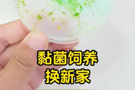 黏菌饲养日常，黏菌变成绿色啦！！！换新家，喂食面包～ #黏菌 #宠物 #益智玩具