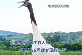 一生只有一个伴侣！辽宁一丹顶鹤因伴侣走失原地哀鸣不吃不喝，林草局：会帮它寻找“爱人”