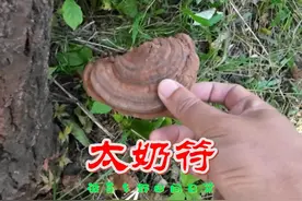 我算是服了，野外鱼缸一天两次丢，这玩意叫太奶召唤器？ #三农