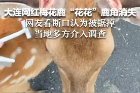 大连网红梅花鹿“花花”鹿角消失 网友看断口认为被锯掉 当地多方介入调查