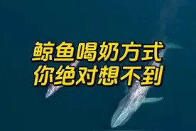 鲸鱼喝奶方式，你可能真不知道 #涨知识 #冷知识 #蓝鲸