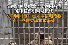 7月17日，据潇湘晨报消息 ，受暴雨影响，陕西宝鸡市区部分区域出现内涝。17日，有网友发布视频称“宝鸡暴雨，动物园的动物们放也不能放，关也不能关”。画面显示，动物园中有老虎、熊等猛兽在铁笼中，有较深积水淹到笼中。17日下午，宝鸡人民公园动物园工作人员告诉记者，因人民公园地势较低，内涝积水灌入后公园被淹。17日上午，动物园已采取紧急措施抢救动物，除猛兽外，小型动物基本都转移至安全地带。“动物园最高的时候有1米2深的积水，政府也在救援，水现在已经退到70多公分了。我们上午就开始抢救动物，一些小型动物都转移了，中午转移完后，就给猛兽笼里垫沙袋等，给它们搭建高一点的平台，下午才忙完。也有一些禽类，类似珍珠鸡的淹死了一些。”工作人员说。视频封面