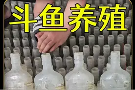 月薪3000，照顾30万条鱼的斗鱼养殖场？ #养鱼日记 #观赏鱼 #养殖视频封面