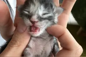 缅因猫不同年龄段的叫声 #缅因猫 #猫叫 #被迫营业的猫猫视频封面