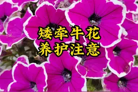 矮牵牛花的养殖方法和注意事项，5件事做到位，开成大花球视频封面