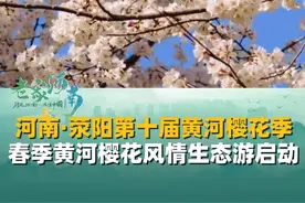 河南·荥阳第十届黄河樱花季，春季黄河樱花风情生态游启动！“打造周末好去处，让更多游客安心舒心”#河南文旅 #阳春三月春暖花开 #春日赏花视频封面