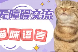 这才是我最想学的小语种！实现和猫猫无障碍交流