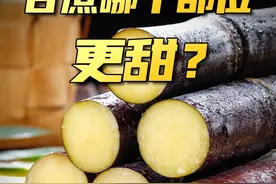 你知道甘蔗哪部分最甜？彻底了解#甘蔗 ~