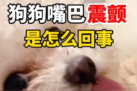 狗狗嘴巴震颤是怎么回事 #比熊 #泰迪