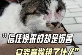 当无辜的双眼被残忍剥夺 它却依然选择相信人类.... #衢州虐猫 #每个生命都应该被尊重 #流浪猫救助 #动物保护法立法 #不做冷漠的旁观者