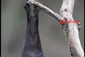 美国疾控中心发现蝙蝠中有新型冠状病毒，但尚未对公众造成威胁。（记者：罗钧栋 编辑：林润祺 实习生：郑莹 审签：谢杨柳）视频封面